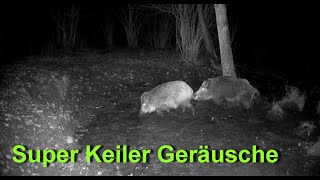 Starker Keiler in der Rauschzeit  Strong boar in the rush season [upl. by Yde]