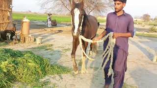 Horse first time Meeting Successfully Horse Meeting Complete [upl. by Laenahtan]