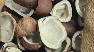 COCONUT OIL EXTRACTION  AKSHAR KACHI GHANI  shorts shortvideo ytshorts viralvideo oil [upl. by Bilski368]