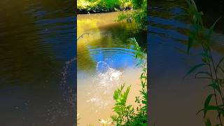 Battling a CATFISH 🎣🐟 subscribe catchncook fishing [upl. by Darooge]