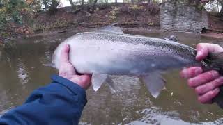 Fall Steelhead Lake Erie Trib PA 2023 [upl. by Candide828]