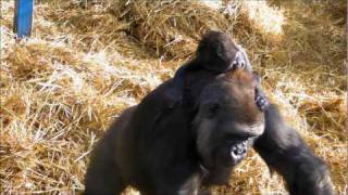 Baby Gorilla at Howletts Wild Animal Park [upl. by Ambrosia701]