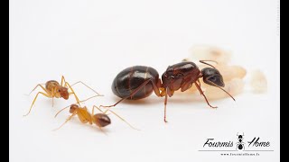 Camponotus nylanderi [upl. by Enirahtac]