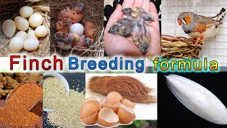 Finch Breeding Formula Finch Breeding tips فنچ بریڈنگ فارمولا [upl. by Ilyak]