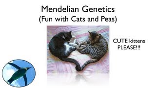 Mendelian Genetics  Fun with Cats and Peas [upl. by Annawd]