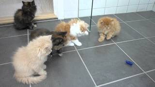 Persian kittens playing with bug [upl. by Leicester]