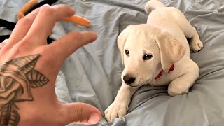 LABRADOR PUPPY VS THE CLAW [upl. by Adnohsat]