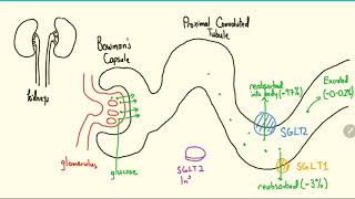 SGLT2 Inhibitors Explained in 3 Minutes [upl. by Eimiaj]