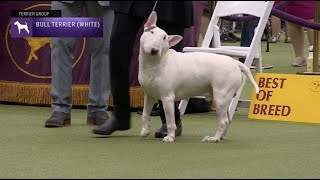 Bull Terriers White  Breed Judging 2023 [upl. by Siekram]