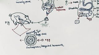 Taenia solium Lifecycle Hindi  Tapeworm  Taeniasis  Cysticercosis [upl. by Vernen]