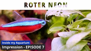 Paracheirodon axelrodi  Episode 7  Aquarium Impression [upl. by Elehcim756]