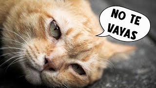 8 SEÑALES DE QUE TU GATO SE SIENTE SOLO  NUNCA IGNORES 🔥 [upl. by Haberman]