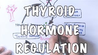 Thyroid Hormone Regulation and Negative Feedback [upl. by Hanid]