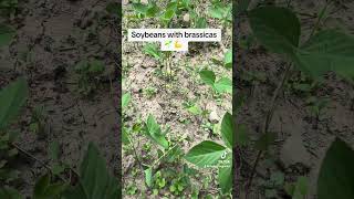 Soybeans topdressed with brassicas hunting outdoors indiana whitetail foodplot shorts [upl. by Kcirddes489]