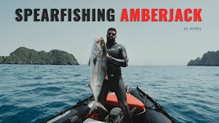 Spearfishing Amberjack Mediterranean April [upl. by Ocirled57]