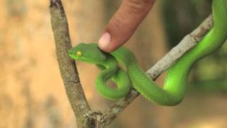 Green Pit Viper [upl. by Ettenrahc]