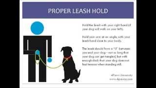 How to Properly Hold a Dogs Leash [upl. by Lalita815]