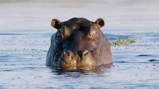 Hippos Can’t Swim  Natural World  BBC Earth [upl. by Arlyn]