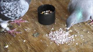 Starting To Raise Pigeons  Basic Starter Care Advice [upl. by Pearla834]