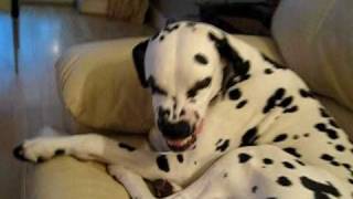 Rupert the SuperSmiley Dalmatian [upl. by Morocco]