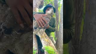 A man catch beauty parrots on a nest part 02 nightparrot superbparrot swiftparrot parrotlet [upl. by Rolyab]