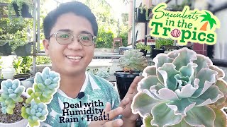 How to Grow Succulents in Tropical Climates  Tips from a Filipino Grower [upl. by Lenna746]