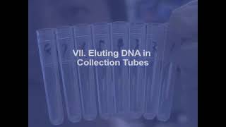 Purifying Plasmid DNA from Bacterial Colonies Using the Qiagen Miniprep Kit [upl. by Lemahs]