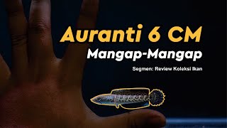 Unboxing Auranti CB 6 cm mangapmangap [upl. by Schweitzer]