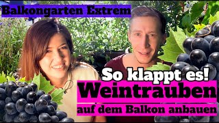 Weinrebe auf dem Balkon anbauen So klappt es  Balkongarten Extrem Update zur Balkon Weinrebe [upl. by Drusilla36]