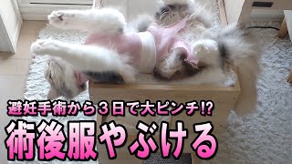 まさか！おてんば子猫がたった３日で術後服をやぶいてしまったw【スコティッシュフォールド】 [upl. by Milde320]