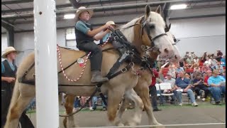 Buying a Horse at an Amish Auction [upl. by Darlleen17]