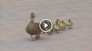 MADRE PATA Y SUS PATITOS LUCHANDO POR SOBREVIVIR [upl. by Sergo]