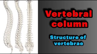 جلسه ۱  آناتومی مهره ها و ستون فقرات Anatomy and General structures of Vertebrae [upl. by Enyad555]