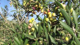 Pre recogida Aceituna Arbequina Andalucia [upl. by Retsevlys]