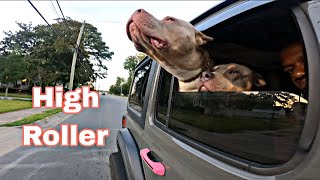 This Is How We Ride American Bully Style puppy xlamericanbully americanbully dog vlog vlogger [upl. by Pine]