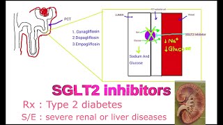 SGLT2 inhibitors  Canagliflozin Dapagliflozin Empagliflozin  Mechanism of action [upl. by Ratep]