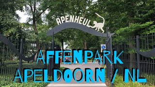 Apenheul  Affenpark mit vielen freilaufenden Affen  Apeldoorn Holland [upl. by Enautna38]