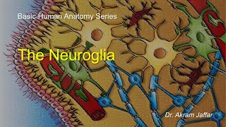 Neuroglia [upl. by Ives]