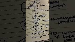 DCML Pathway music 80smusic song dance biology humananatomy remix centralnervoussystem [upl. by Tore]