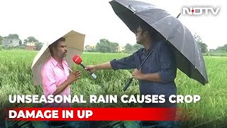 Heavy Rain Damages Crops In Uttar Pradesh [upl. by Abdulla]