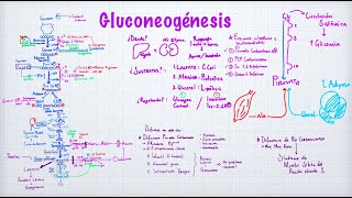 Gluconeogénesis [upl. by Tennes962]