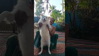 laika 🐕💕youtubeshorts shortvideo reels doglovers [upl. by Dyan]