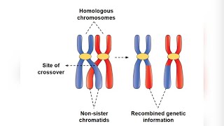 sister chromatids amp Homologous chromosome by Ankita maam [upl. by Hsihsa]