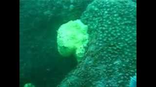 Diving off Cies Islands Galicia Spain [upl. by Eimyaj734]