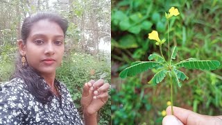 Biophytum sensitivum தீண்டாநாழி  Little plant Oxalidaceae IFFANI [upl. by Nerti]