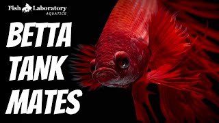 14 Best Tank Mates for Betta Fish 🐠 [upl. by Anatola]