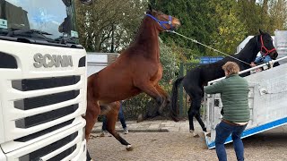 Paardenmarkt in Hedel am 06112023 Niederlande [upl. by Balliol]