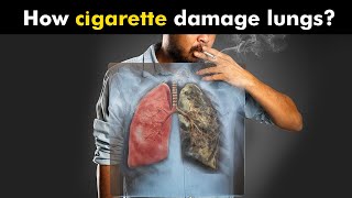 How Cigarettes Smoking Damages Lungs UrduHindi [upl. by Dominick754]