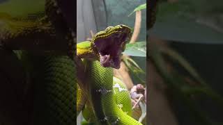 Adorable Emerald Tree Boa Yawning [upl. by Ylellan468]