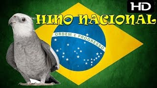 Hino Nacional Para Treinamento de Calopsitas  2 Horas [upl. by Chema]